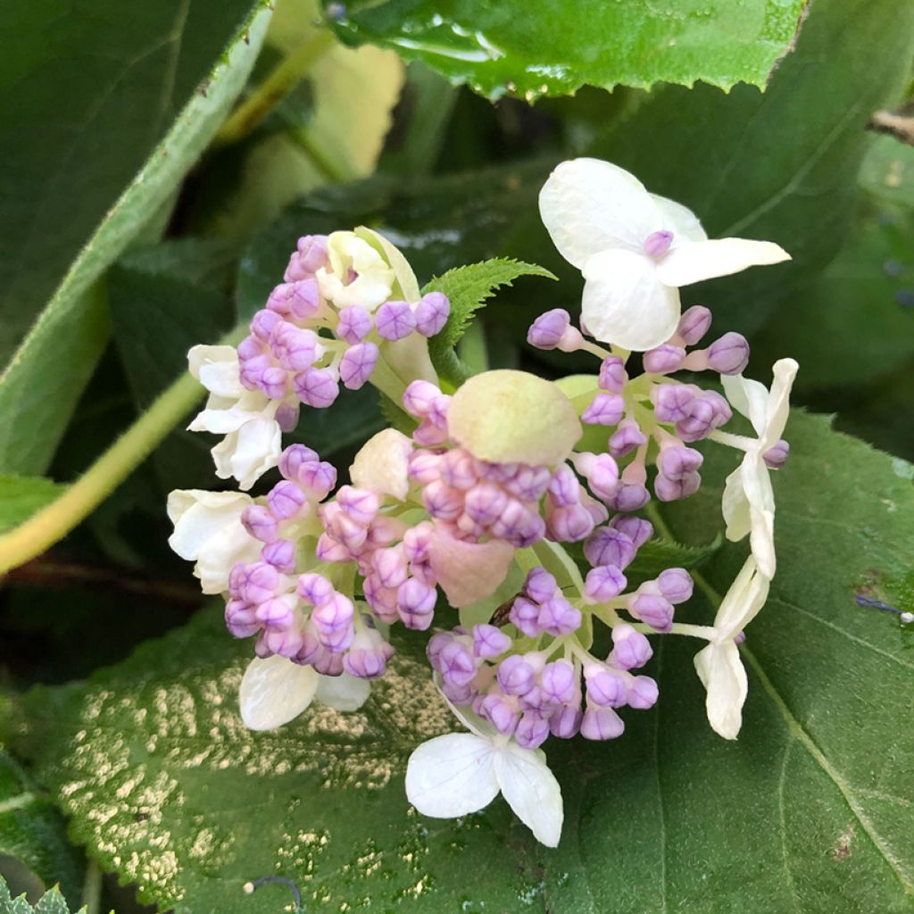 Hydrangea involucrata Late Love