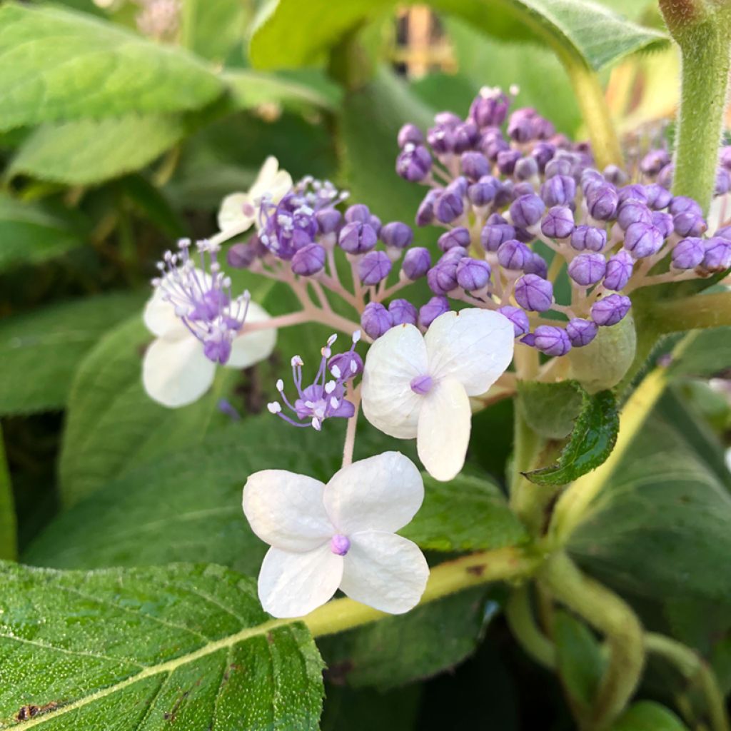 Hydrangea involucrata Late Love
