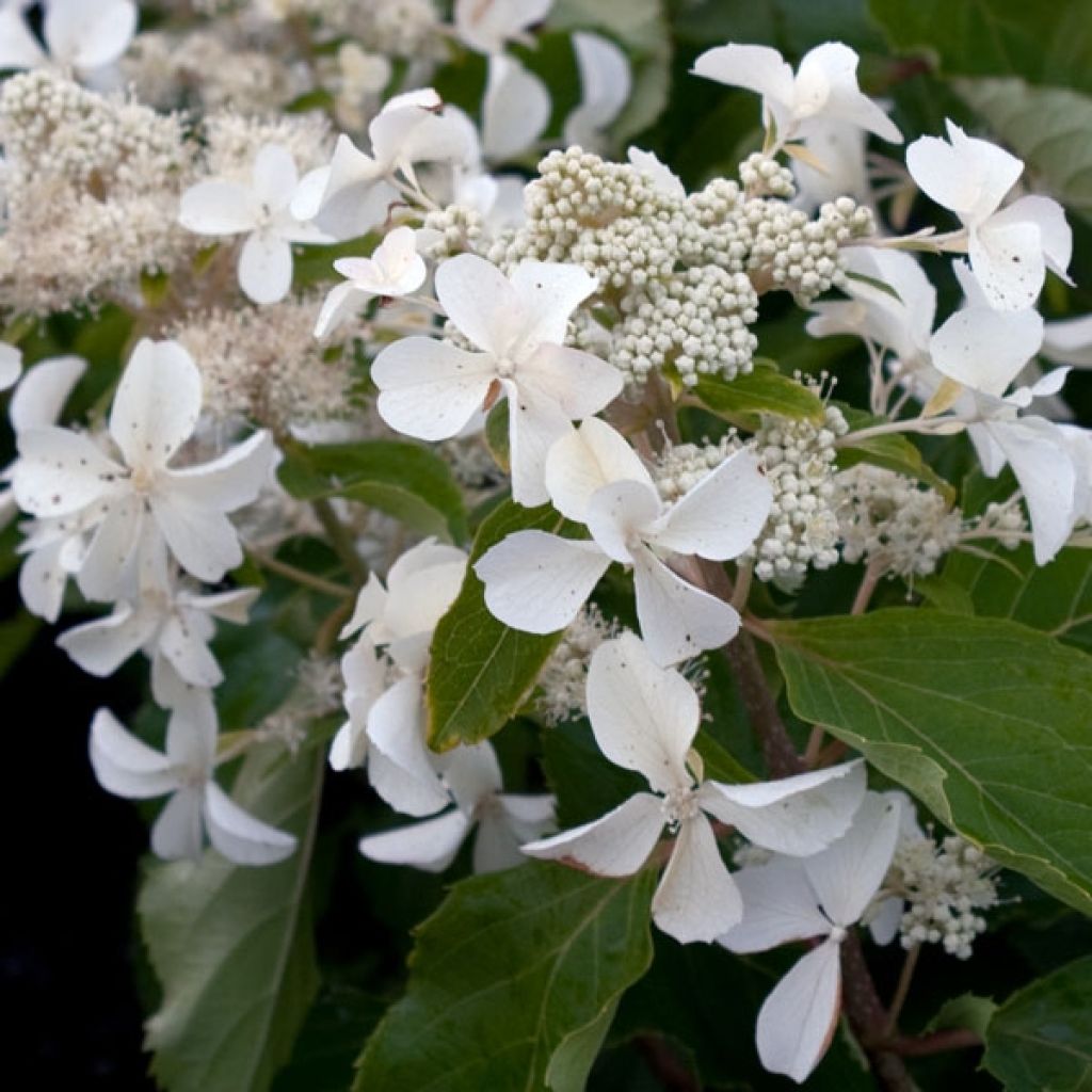 Hydrangea paniculata Levana