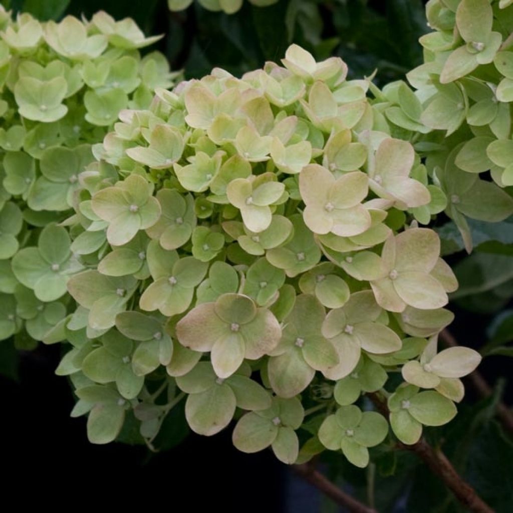 Hydrangea paniculata Little Lime