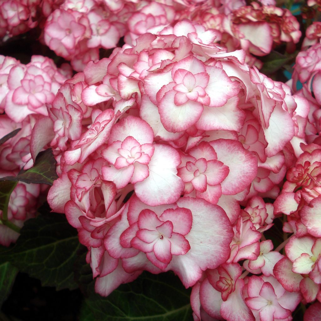 Hydrangea macrophylla Miss Saori