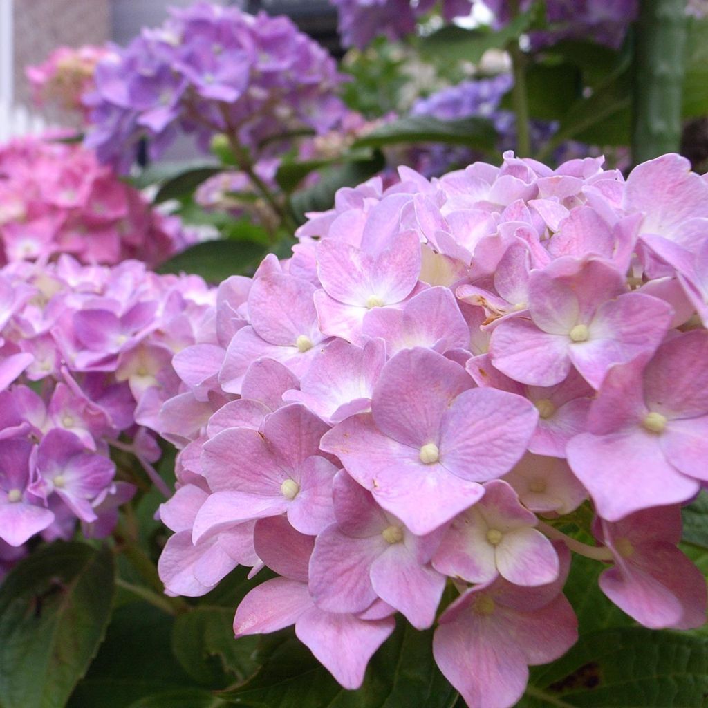 Hydrangea macrophylla Bela