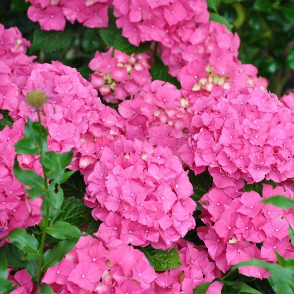 Hydrangea macrophylla Alpenglühen