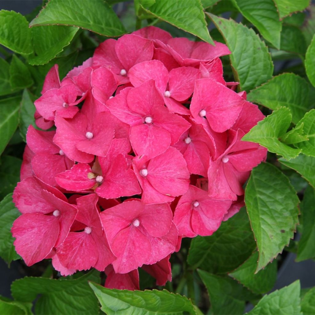 Hydrangea macrophylla Alpenglühen