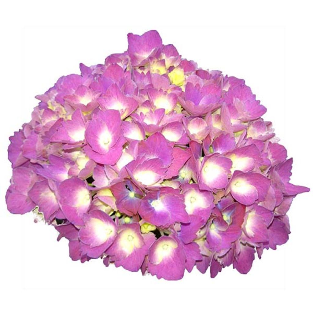 Hydrangea macrophylla Baron Pourpre