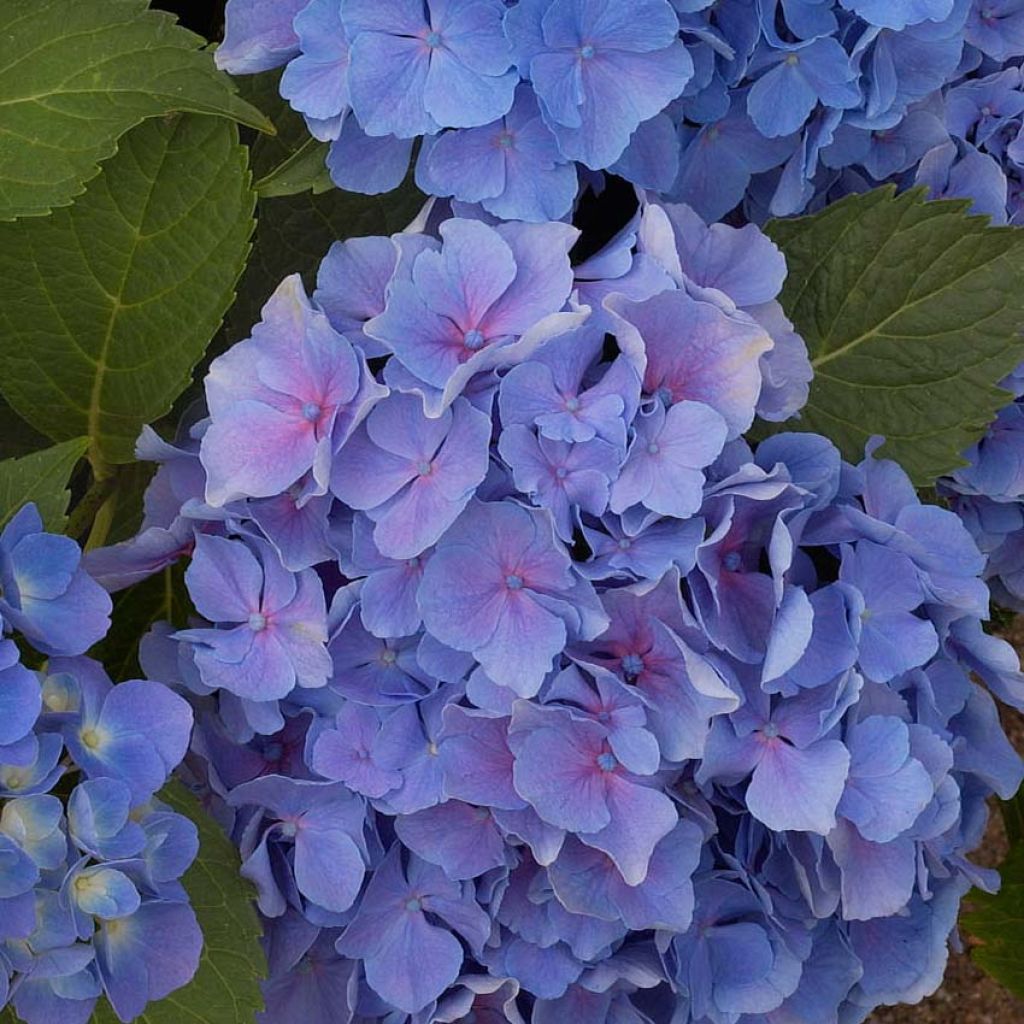 Hydrangea macrophylla Benelux (blue)