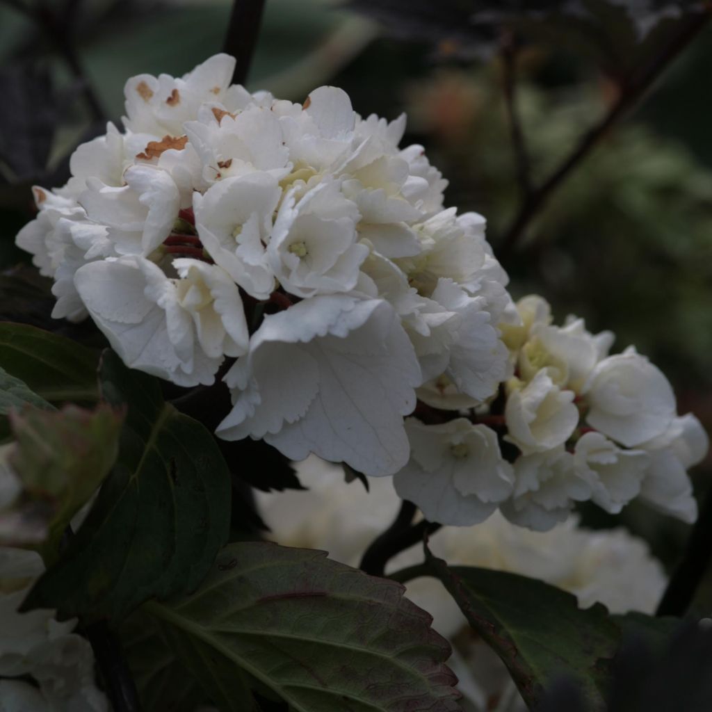 Hydrangea macrophylla Black Steel Zebra