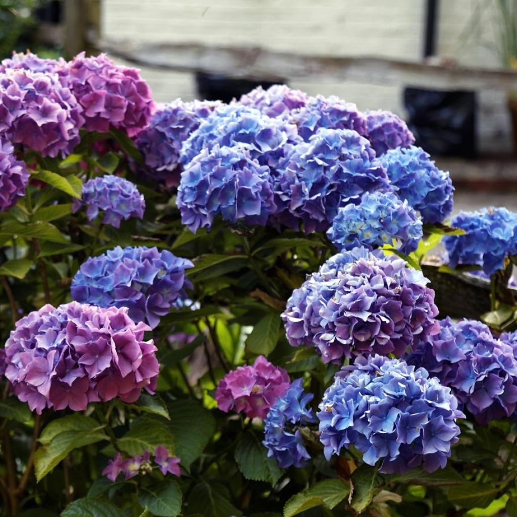 Hydrangea macrophylla Blauer Zwerg