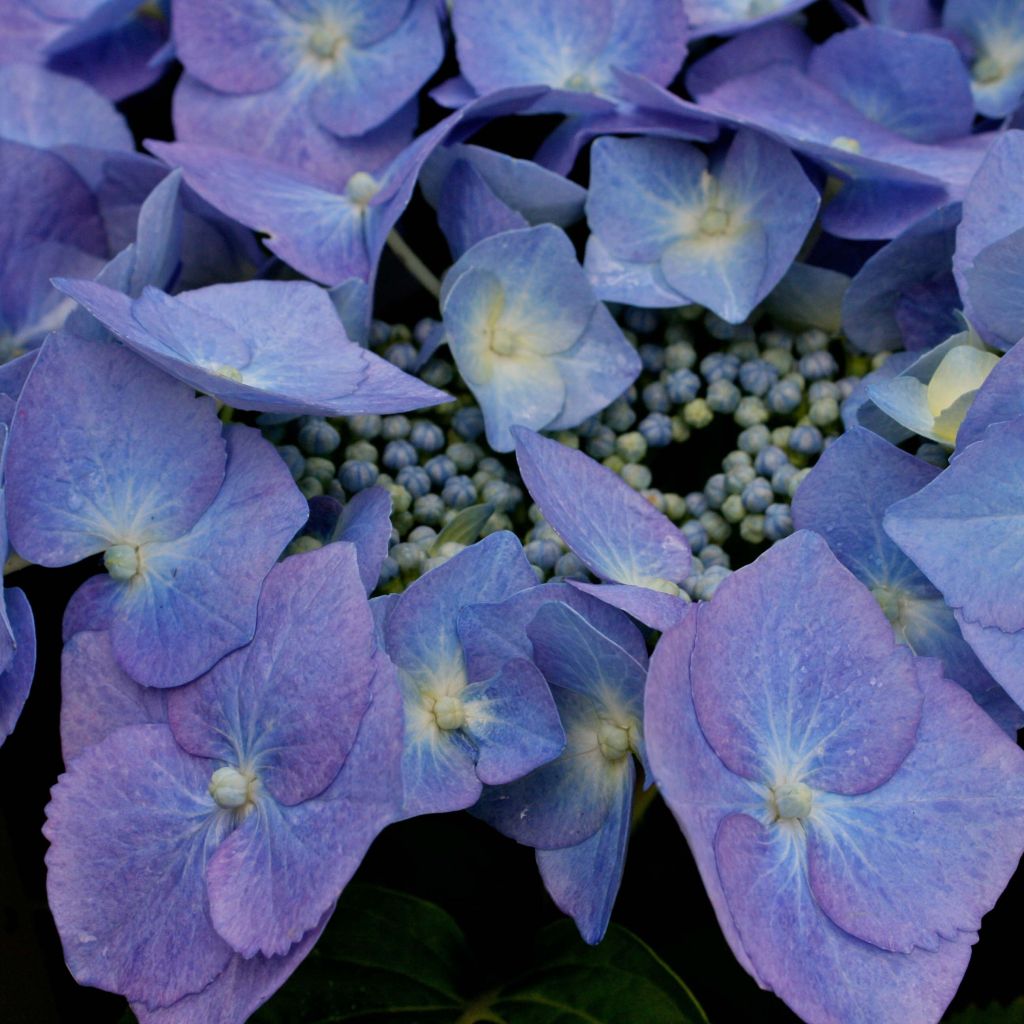 Hydrangea macrophylla Blaumeise
