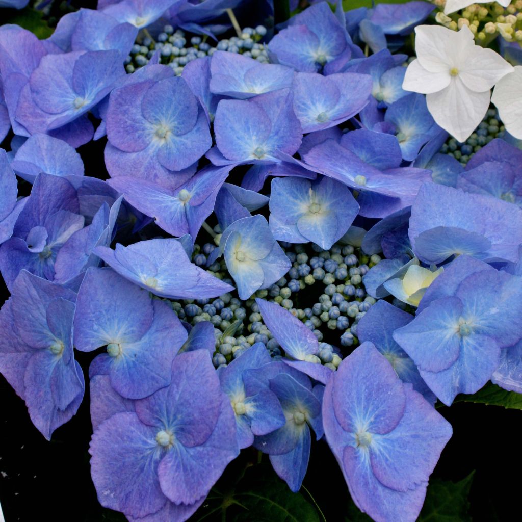 Hydrangea macrophylla Blaumeise