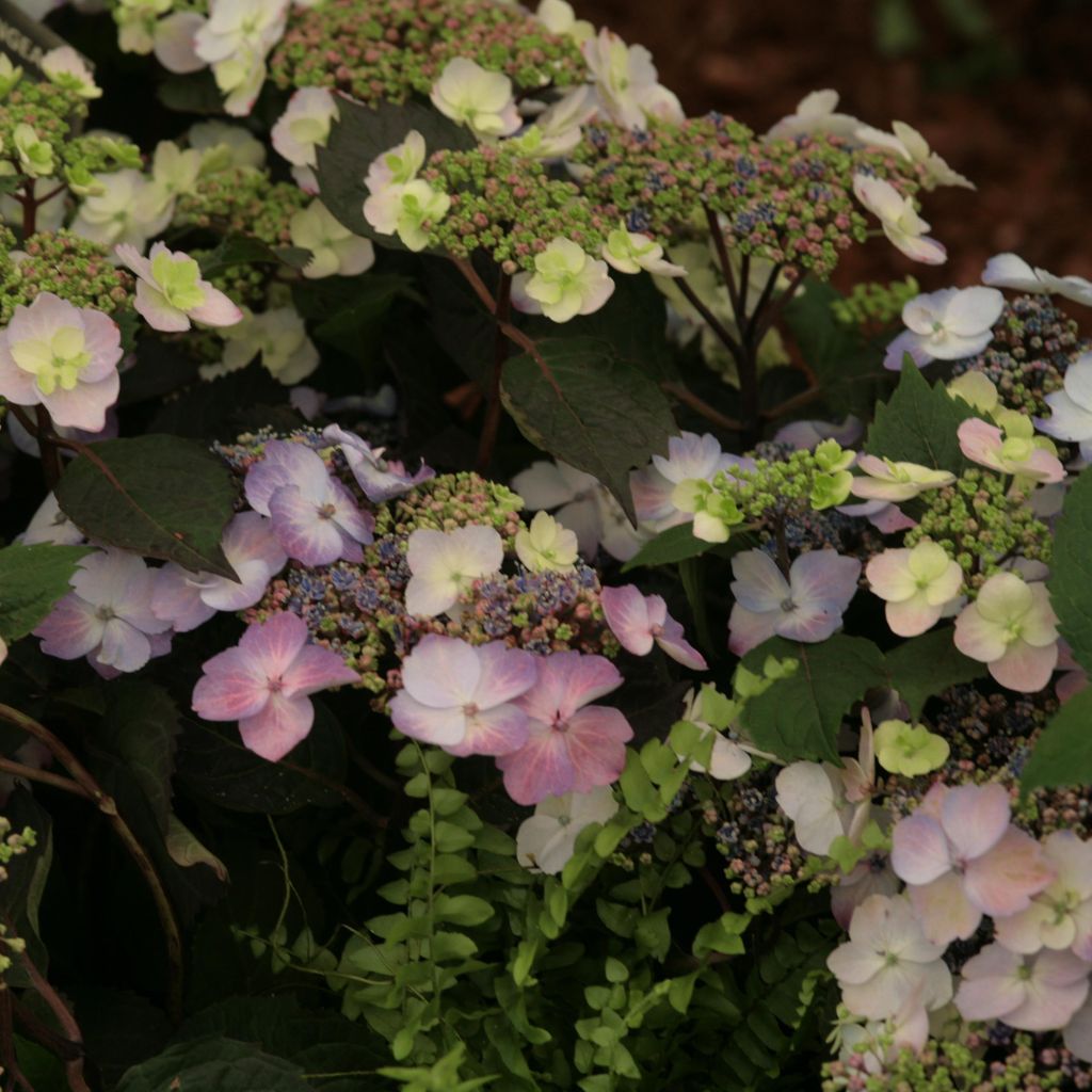 Hydrangea macrophylla Blueberry Cheesecake