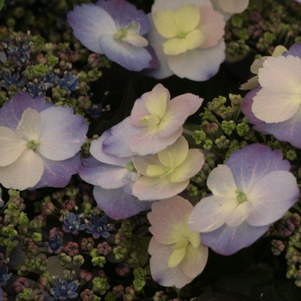 Hydrangea macrophylla Blueberry Cheesecake
