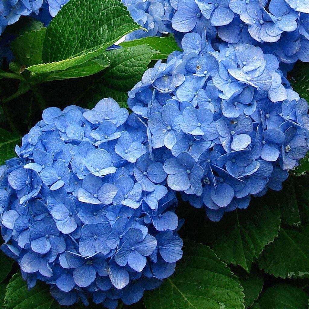 Hydrangea macrophylla Deutschland