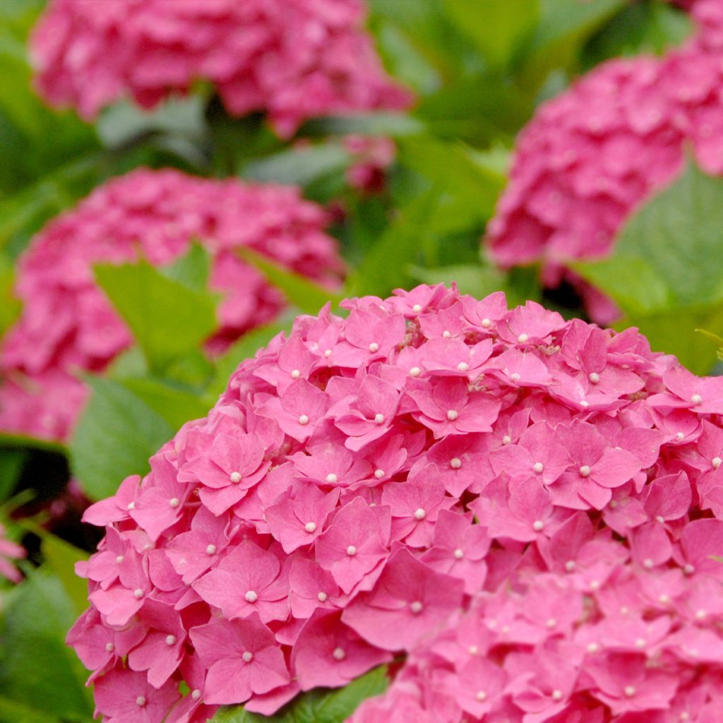 Hydrangea macrophylla Deutschland