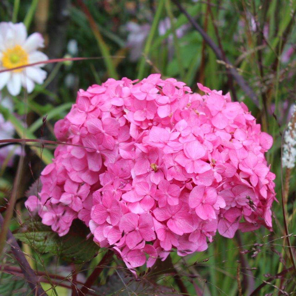 Hydrangea macrophylla Endless Summer Bloomstar
