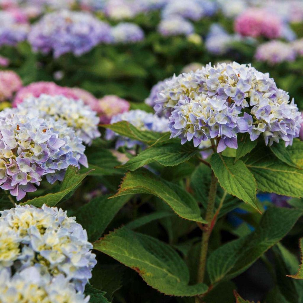 Hydrangea  macrophylla Endless Summer The Original Blue