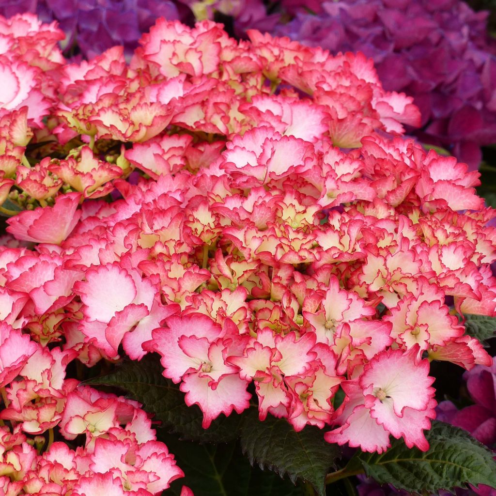 Hydrangea macrophylla Rendez-Vous French Cancan