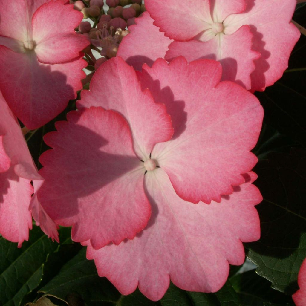 Hydrangea macrophylla Rendez-Vous French Cancan
