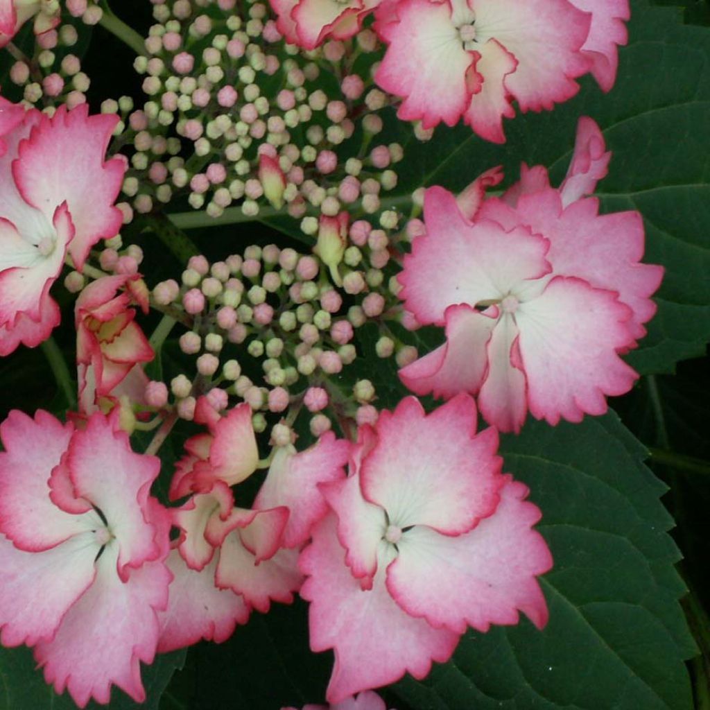 Hydrangea macrophylla Rendez-Vous French Cancan