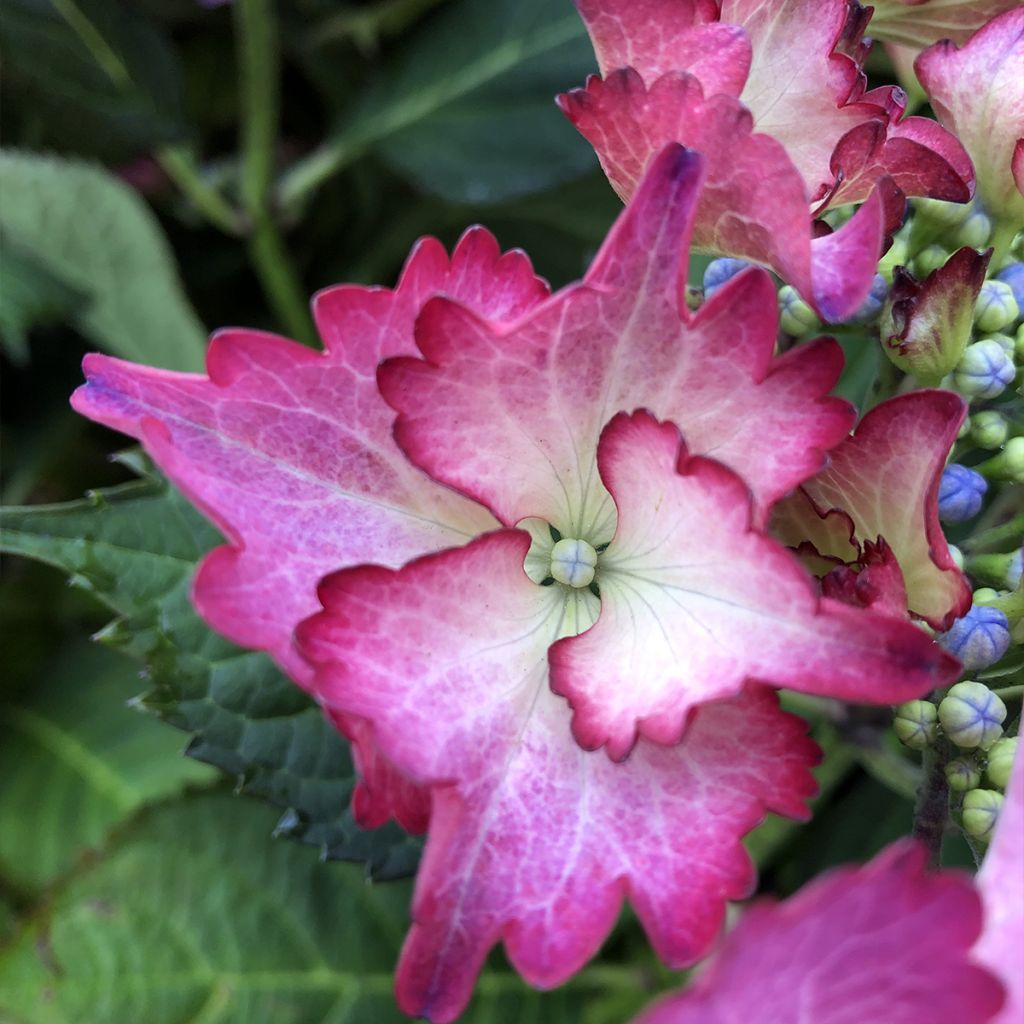 Hydrangea macrophylla Rendez-Vous French Cancan
