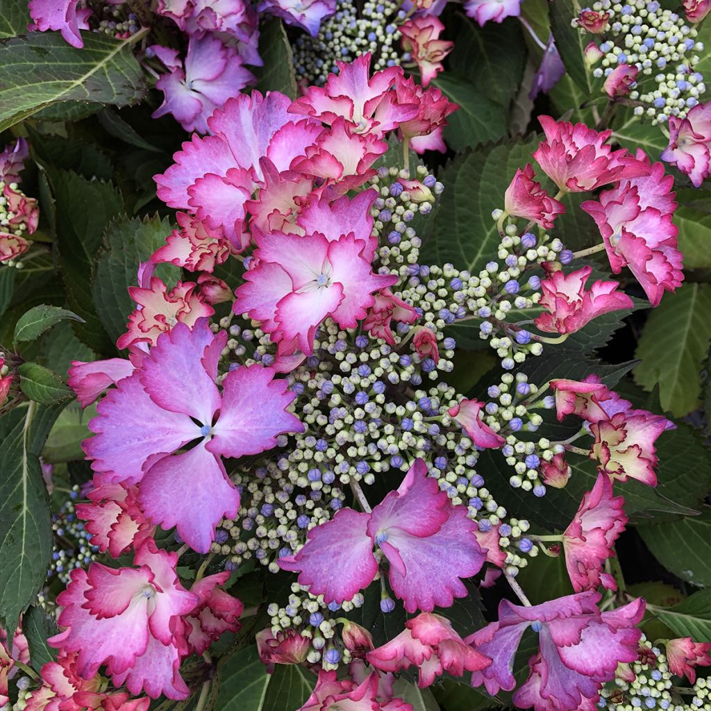 Hydrangea macrophylla Rendez-Vous French Cancan