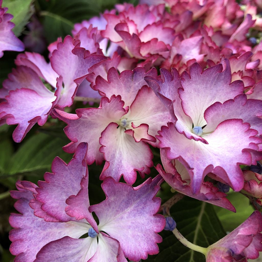 Hydrangea macrophylla Rendez-Vous French Cancan