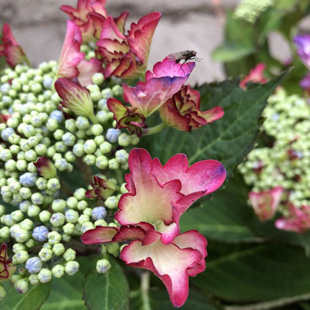 Hydrangea macrophylla Rendez-Vous French Cancan
