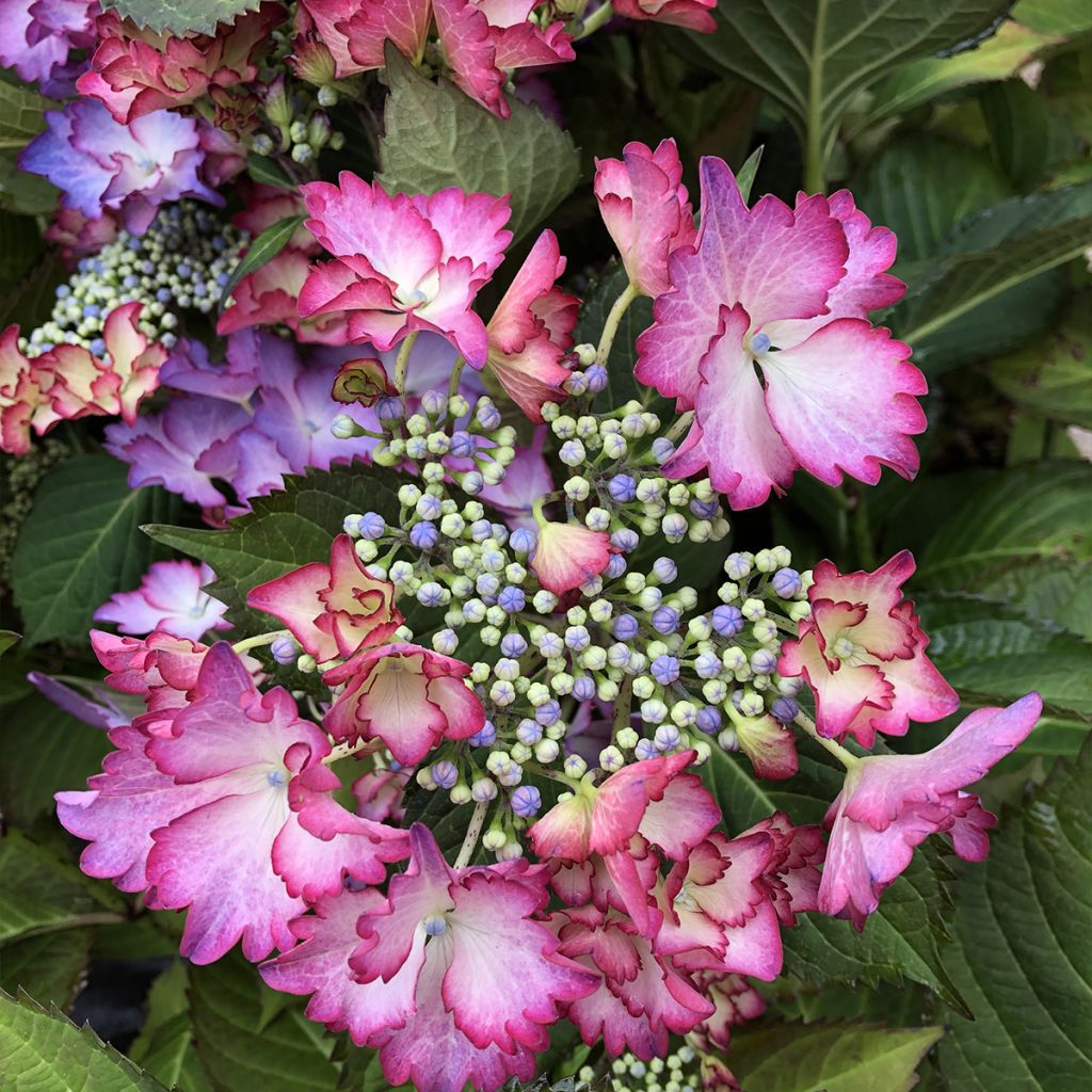 Hydrangea macrophylla Rendez-Vous French Cancan