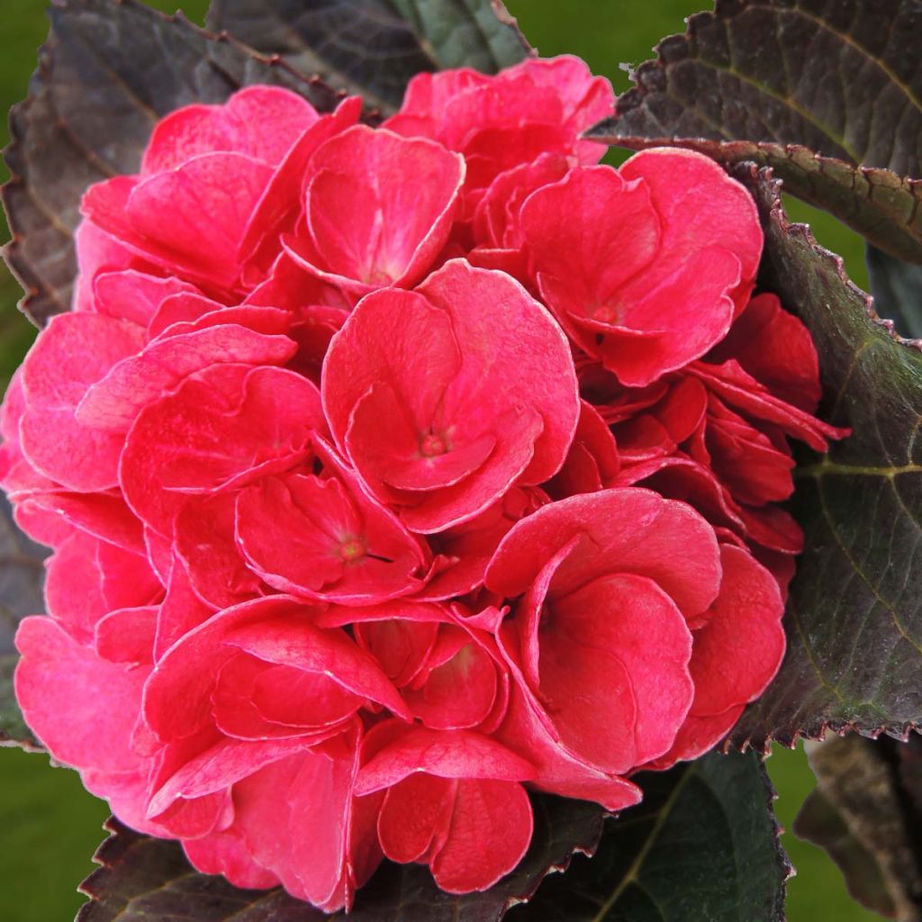 Hydrangea macrophylla Julisa