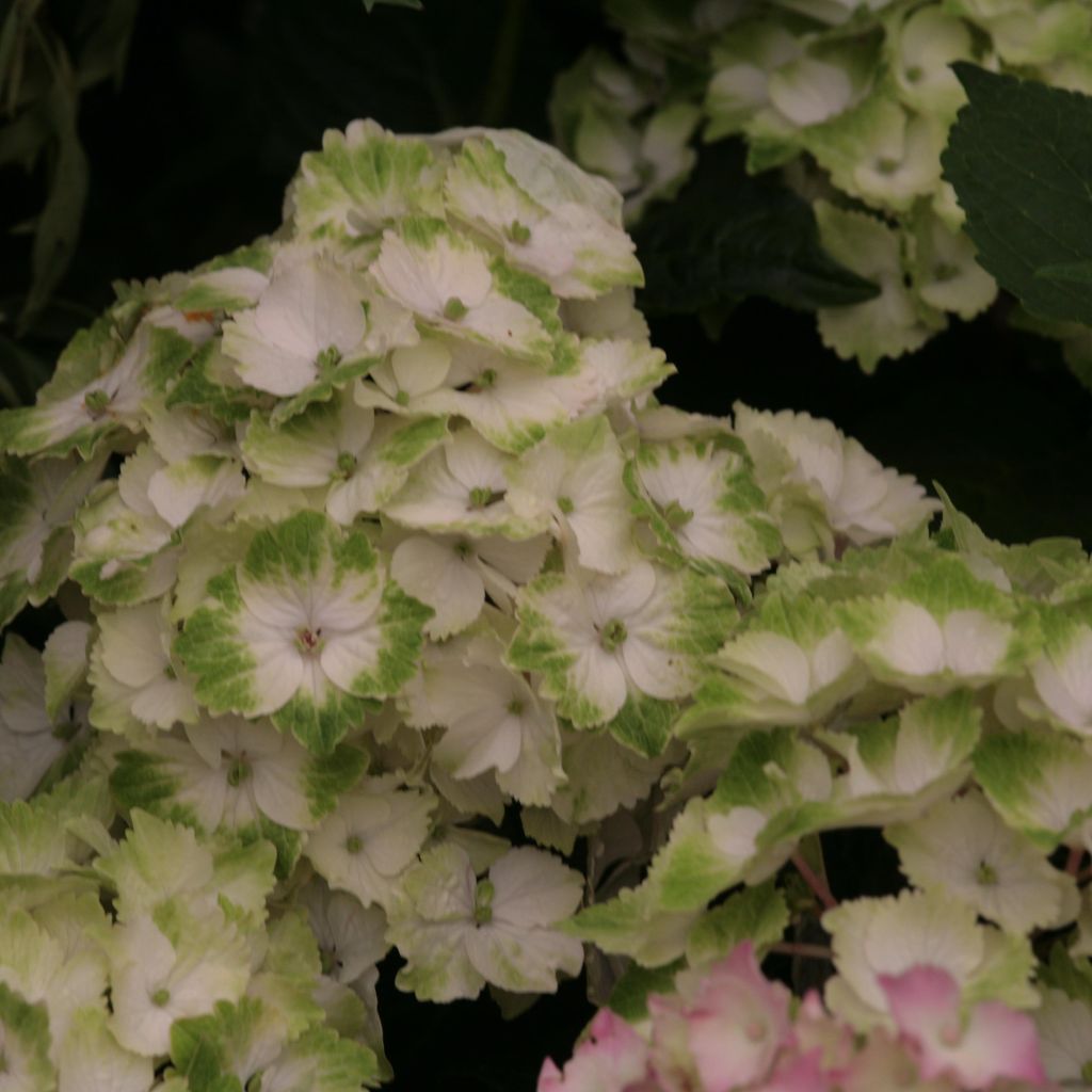 Hydrangea macrophylla Magical Noblesse
