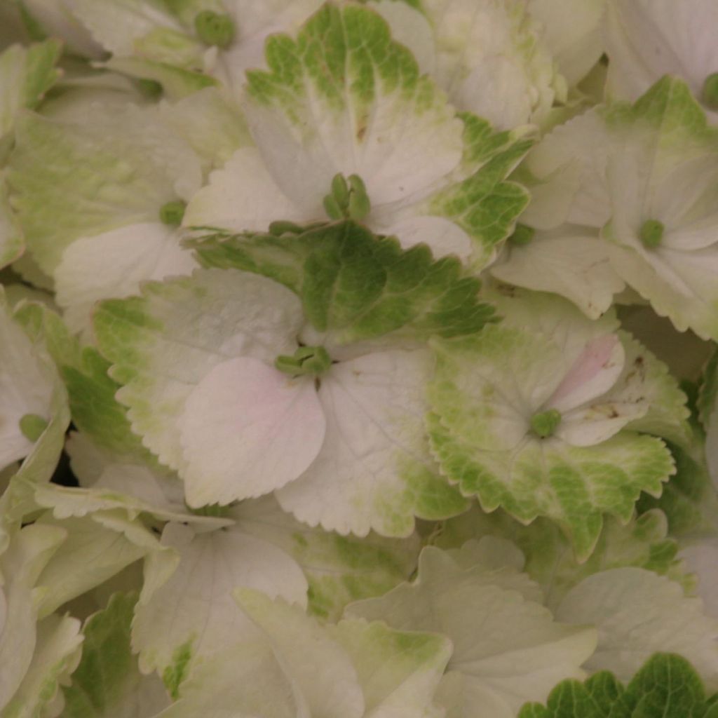 Hydrangea macrophylla Magical Noblesse
