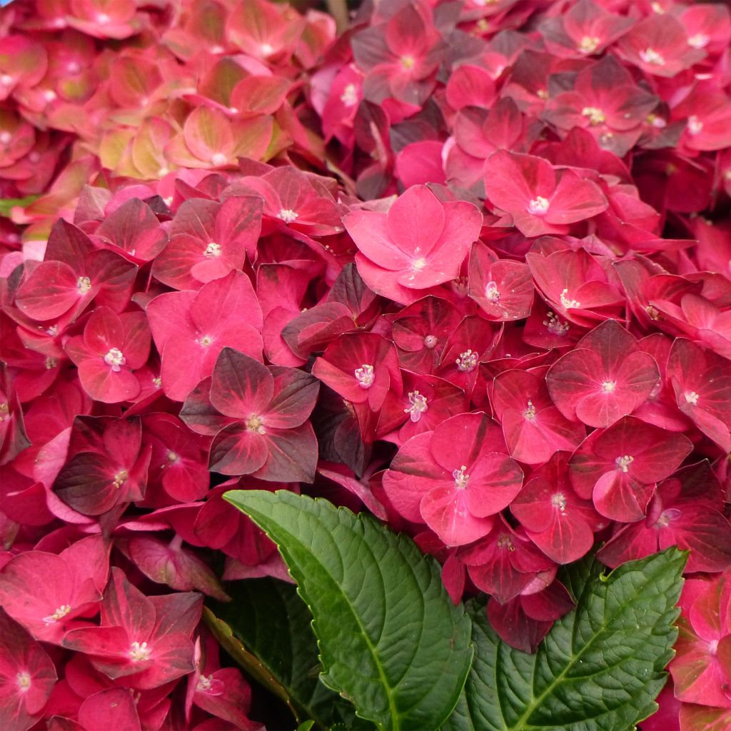Hydrangea macrophylla Ruby Tuesday