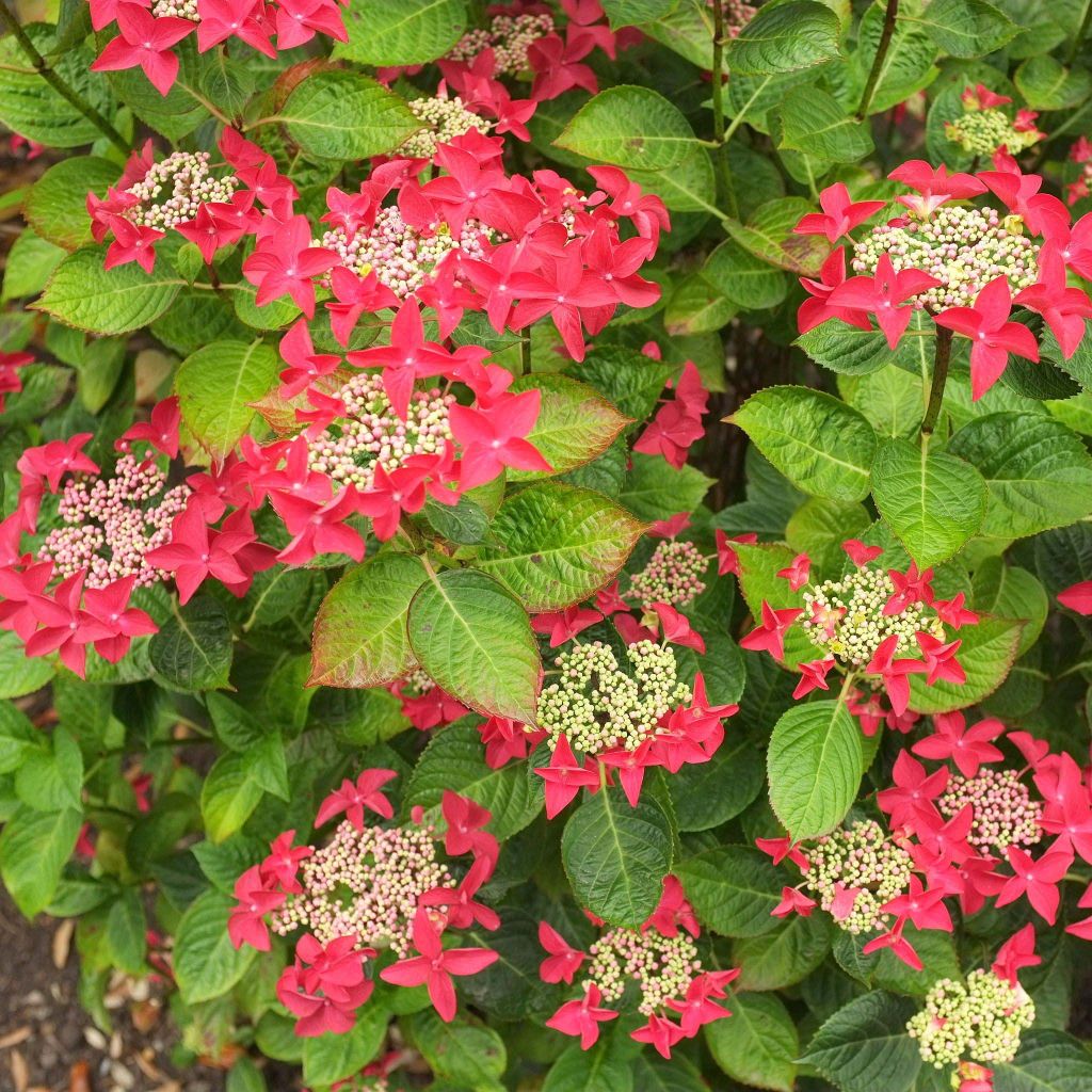 Hydrangea macrophylla Rotschwanz