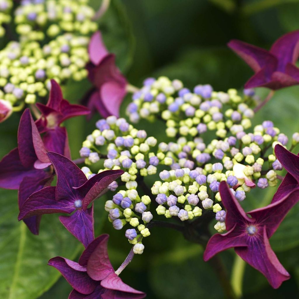 Hydrangea macrophylla Rotschwanz