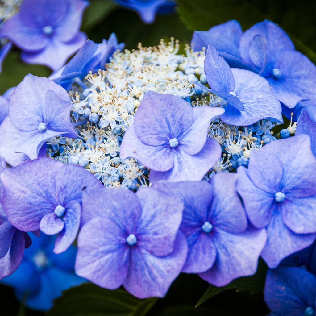 Hydrangea macrophylla Teller Blue