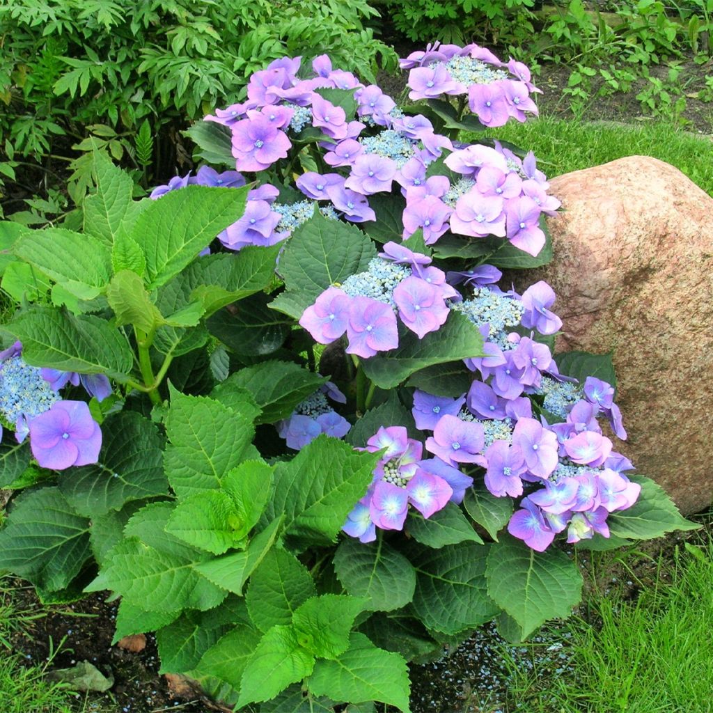 Hydrangea macrophylla Teller Blue