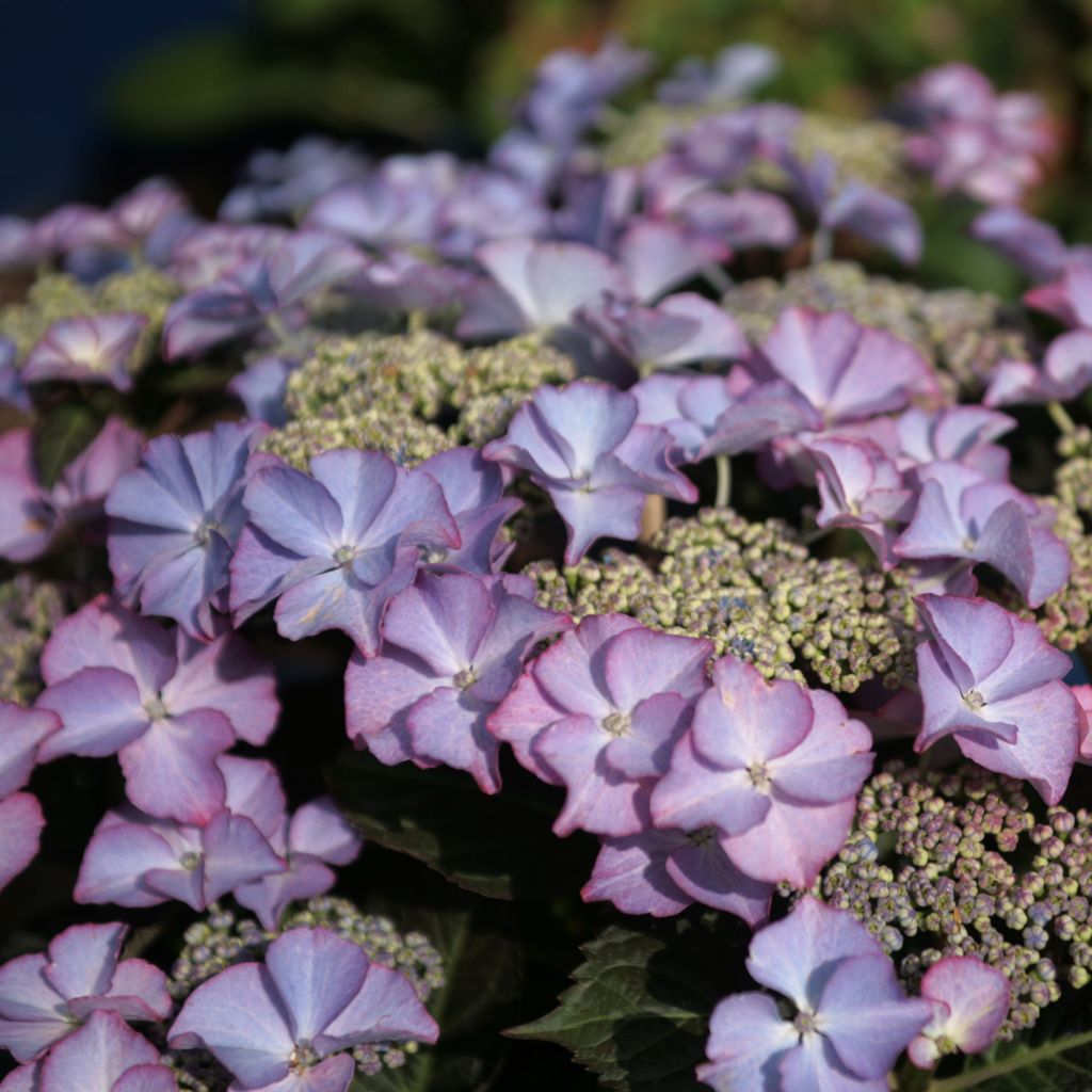 Hydrangea macrophylla Tiffany