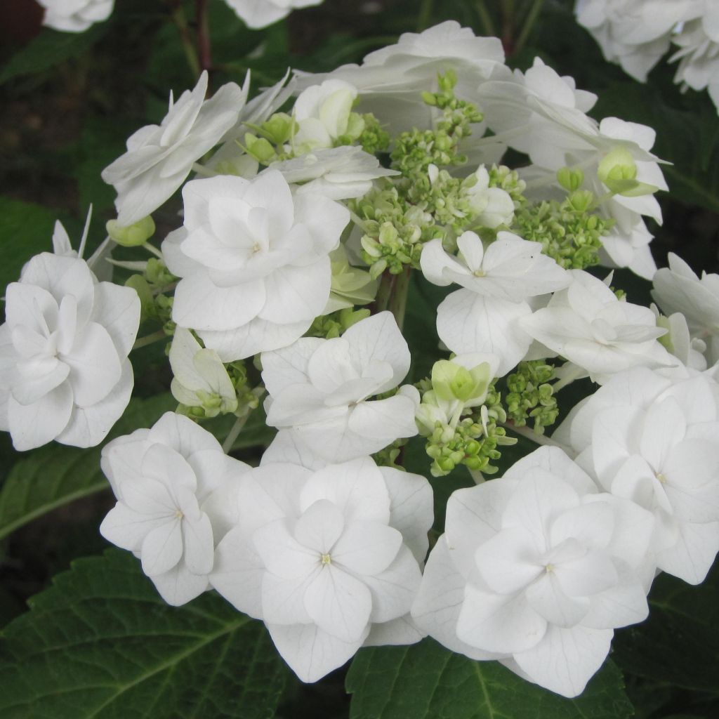 Hydrangea macrophylla Wedding Gown