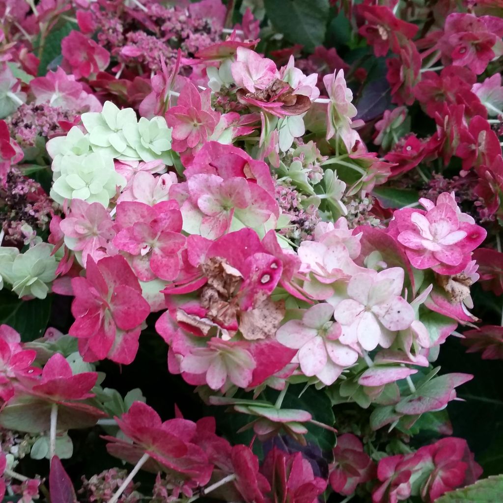 Hydrangea macrophylla Wedding Gown