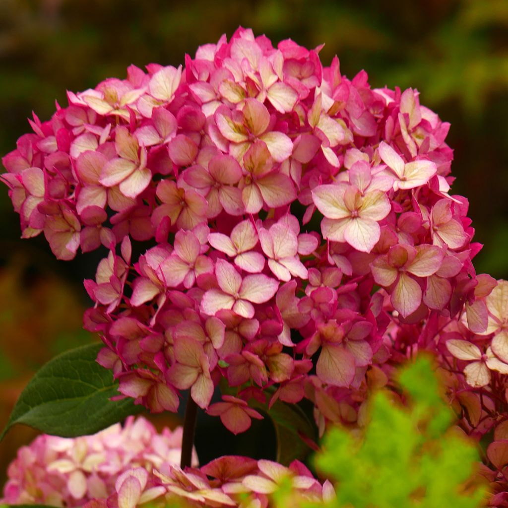 Hydrangea paniculata Bloody Marie