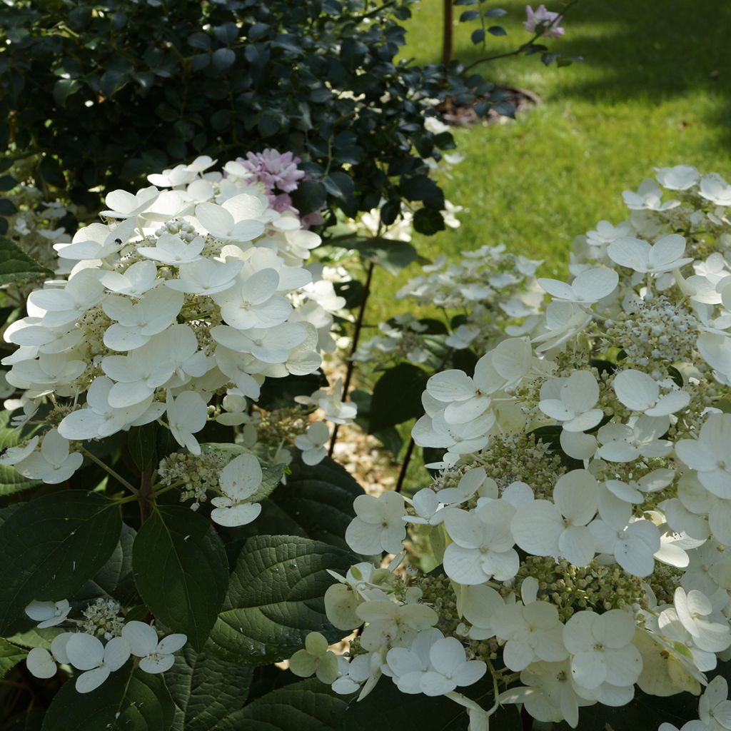 Hydrangea paniculata Bombshell
