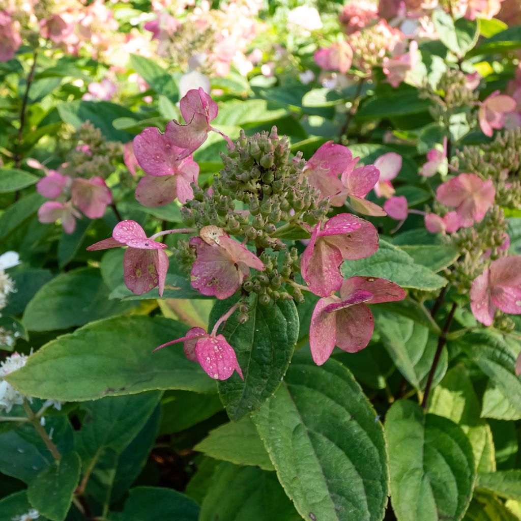 Hydrangea paniculata Bombshell