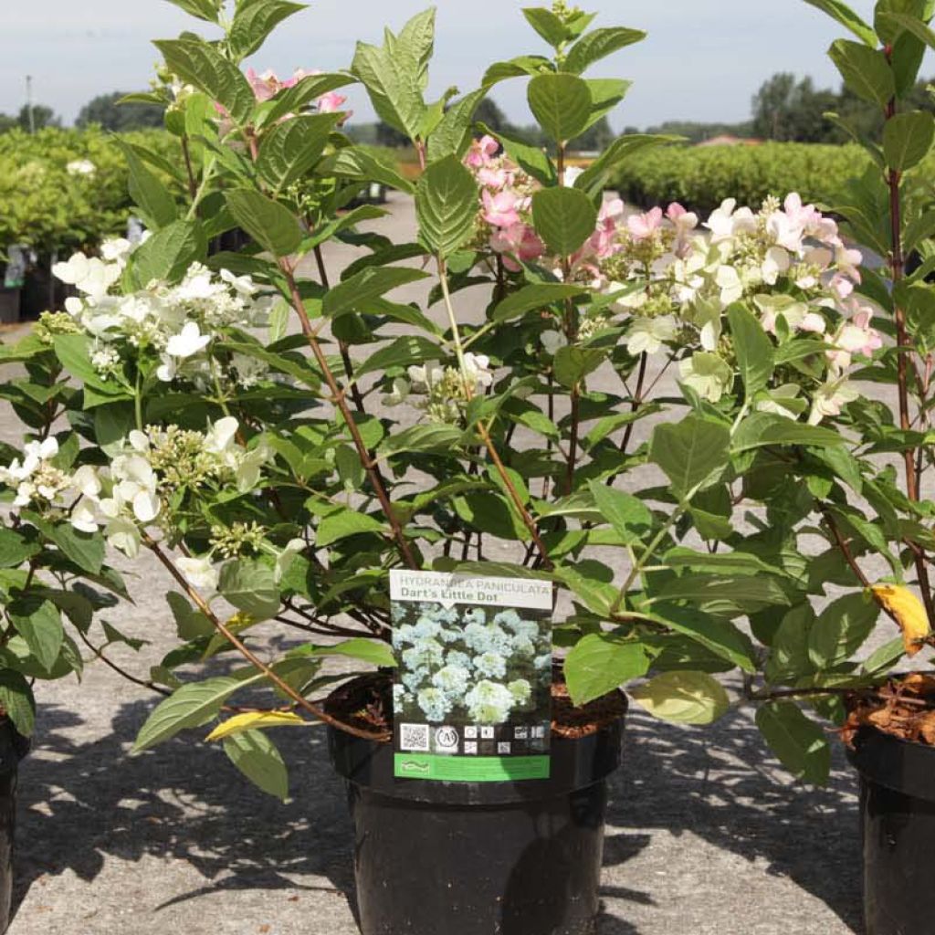 Hydrangea paniculata Darts Little Dot