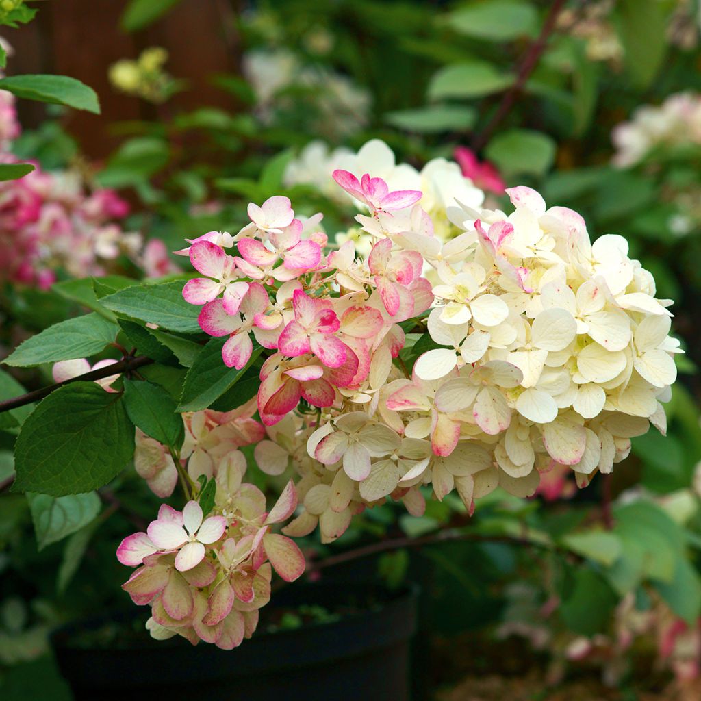 Hydrangea paniculata Diamant Rouge