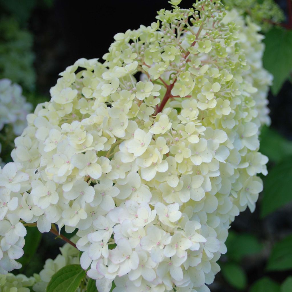 Hydrangea paniculata Diamantino