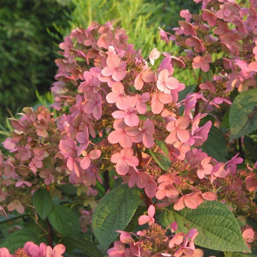 Hydrangea paniculata Early Sensation