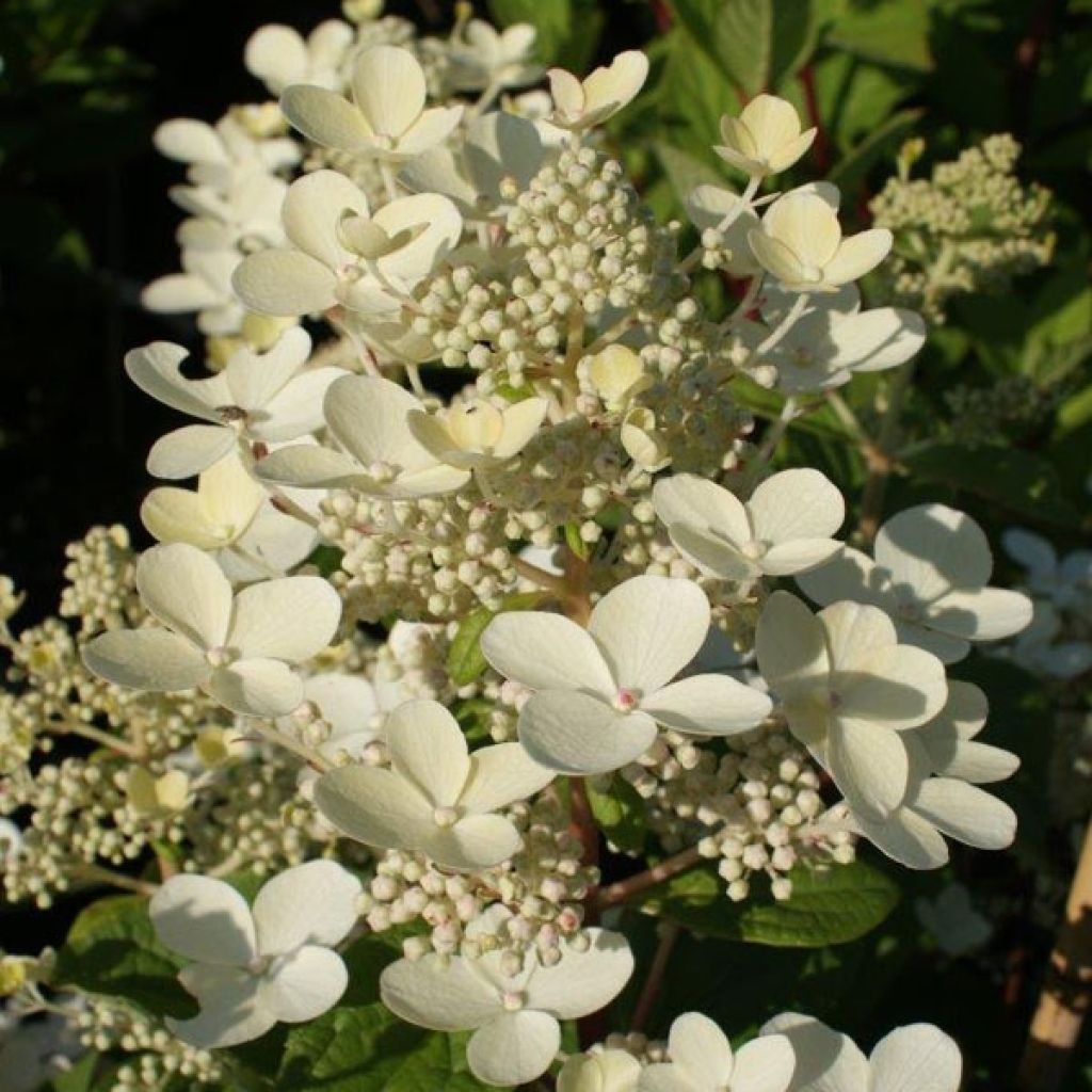 Hydrangea paniculata Early Sensation