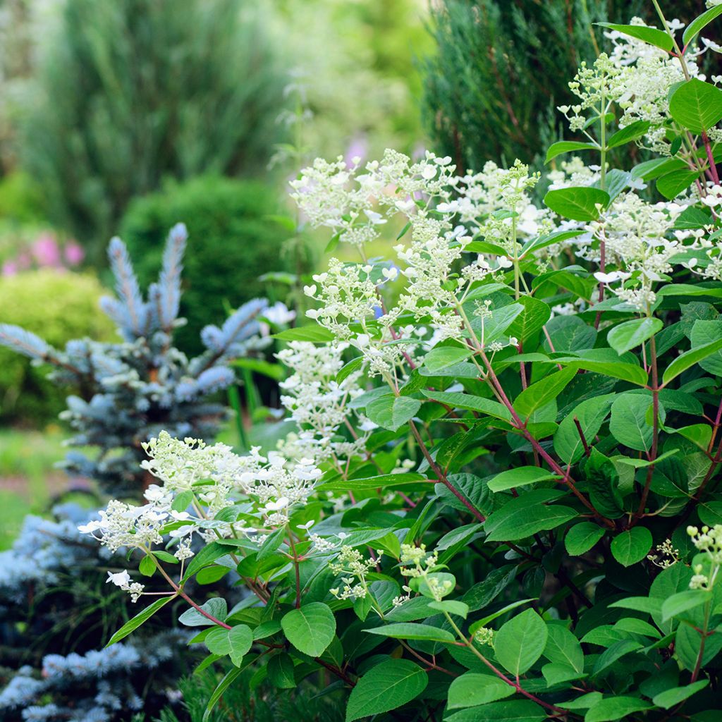 Hydrangea paniculata Early Sensation