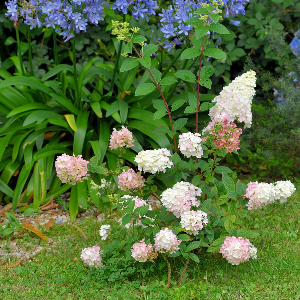 Hydrangea paniculata Fraise Melba