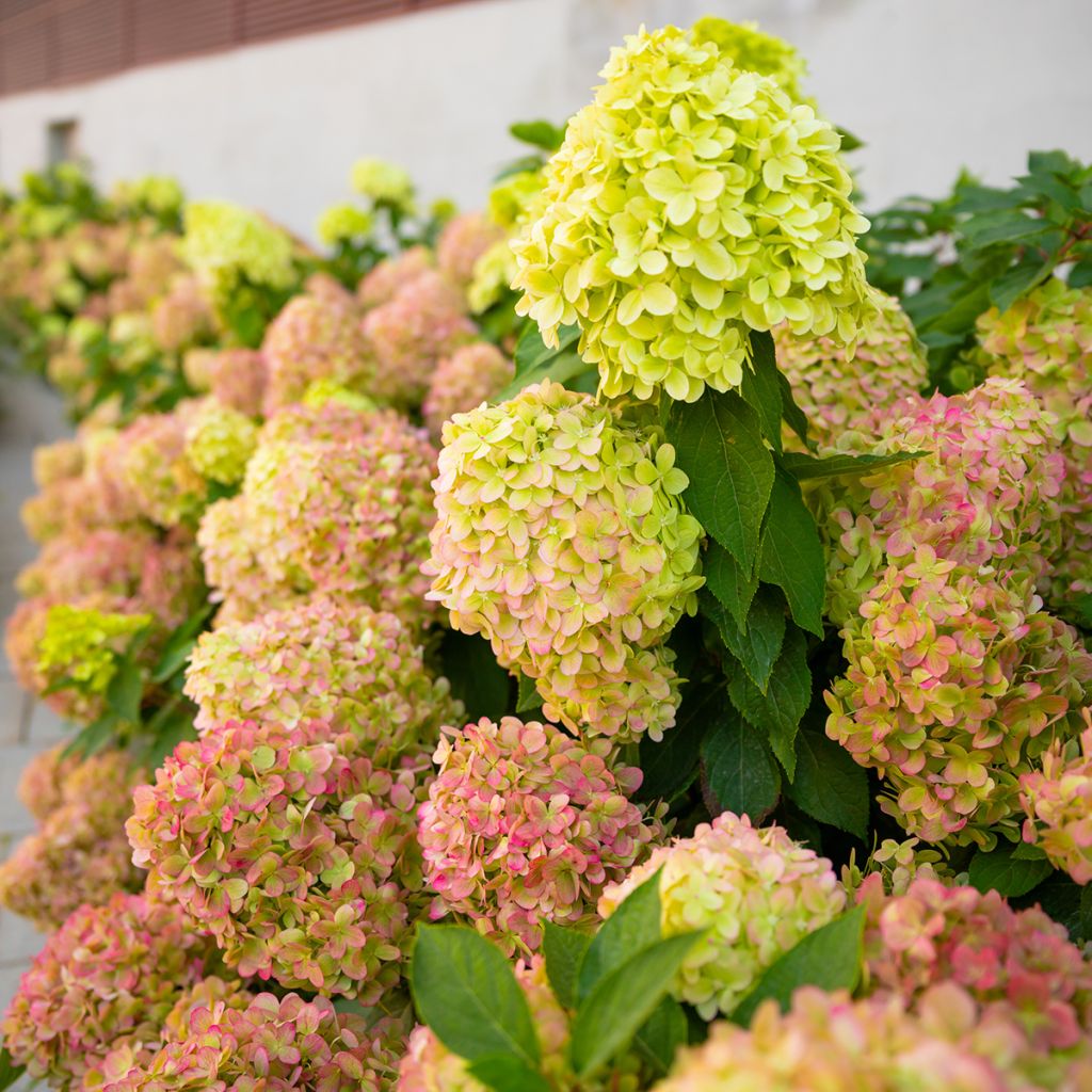 Hydrangea paniculata Graffiti